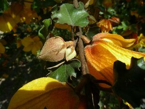 Fremontodendron californicum Bud